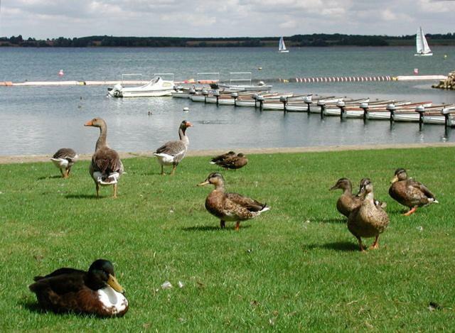 Grafham Water Lodge Bagian luar foto